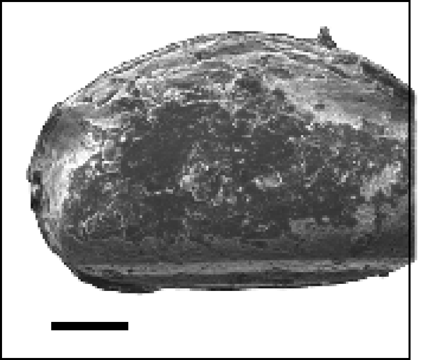 Abb.4: Exemplar mit stark weggelöster Exocuticula.