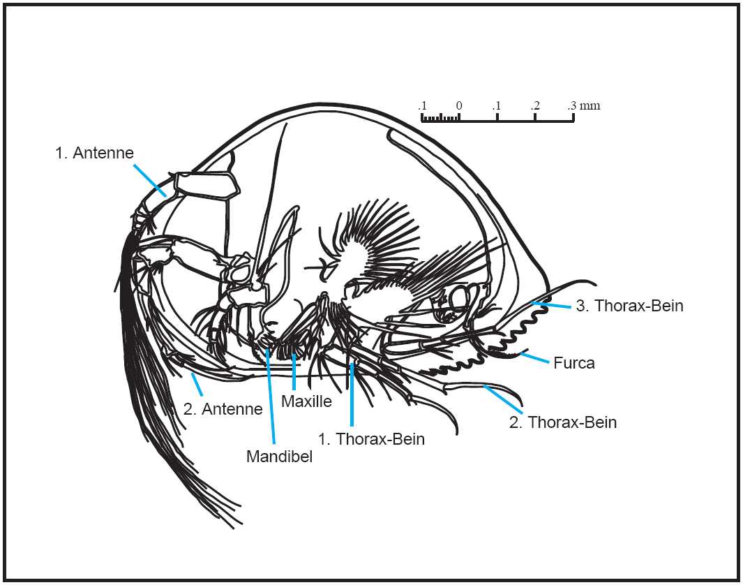 Bauplan einer rezenten Ostracode nach Benson et al.