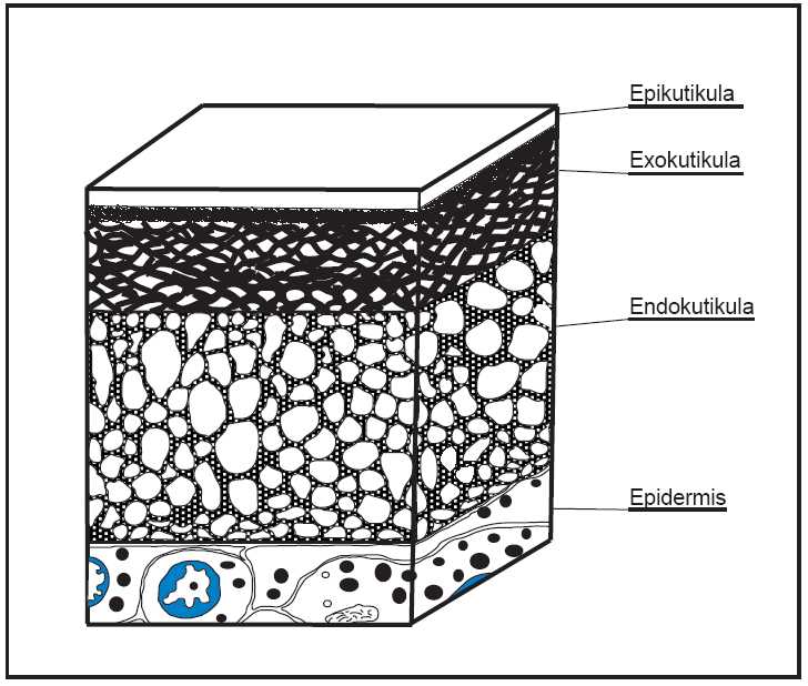 Abb. 3: Aufbau der Ostracodenschale, schematisch nach Bate & East (1972)